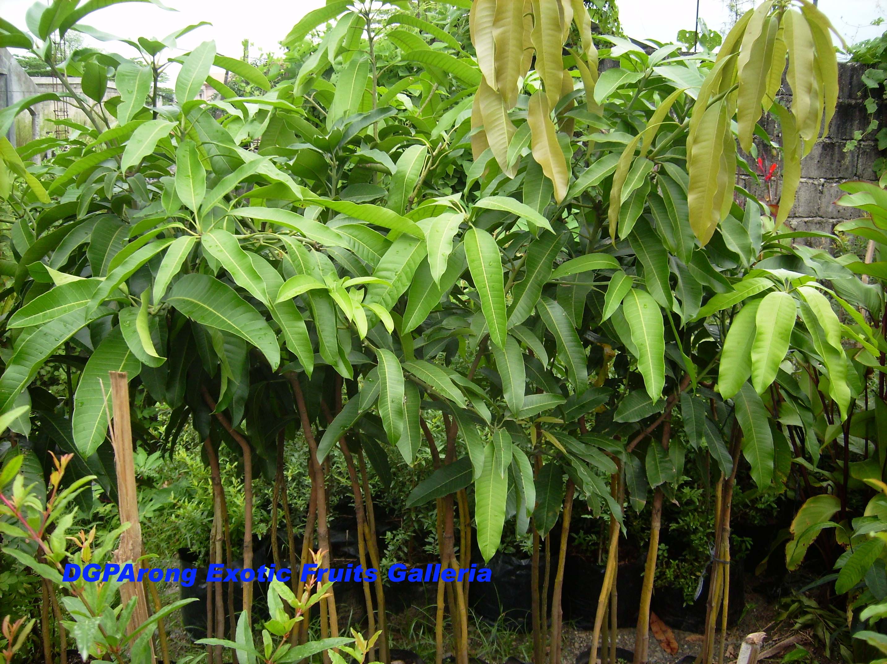 mangoseedlings.jpg